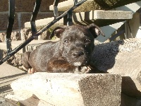 De l'eden for ever - Staffordshire Bull Terrier - Portée née le 03/08/2013