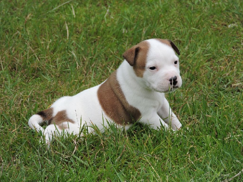 De l'eden for ever - Staffordshire Bull Terrier - Portée née le 10/06/2016